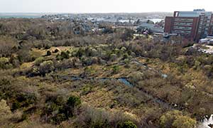 Bayview Bog Photograph