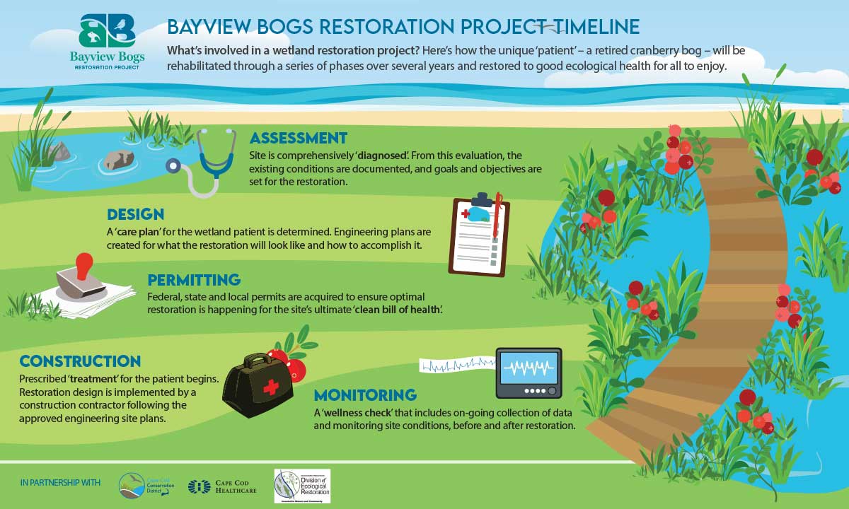 Bayview Bog Timeline Infographic